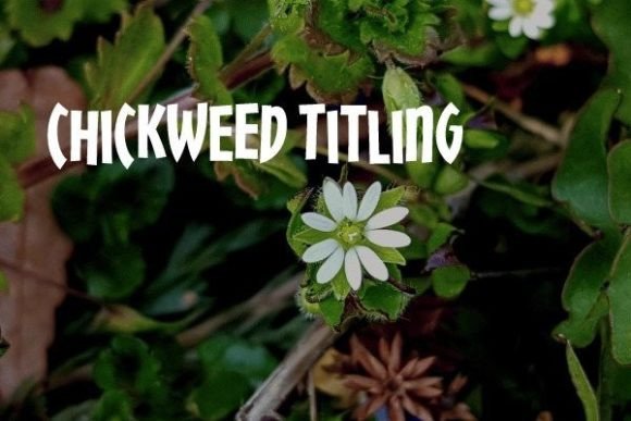Why Chickweed Titling is Your Go-To Display Font